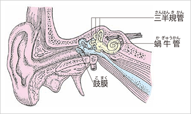 耳のイメージ図