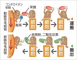 血管を通じてコンドロイチン硫酸が栄養を運搬し老廃物を搬出するイメージ図