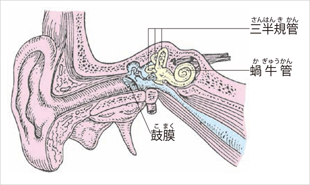 耳のイメージ図