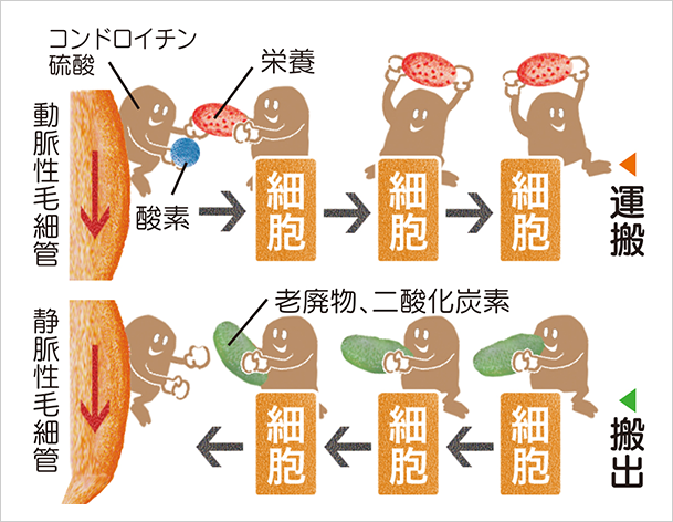 血管を通じてコンドロイチン硫酸が栄養を運搬し老廃物を搬出するイメージ図
