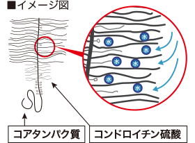 コアタンパク質内にコンドロイチン硫酸が入り込むイメージ図
