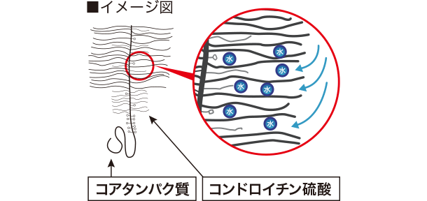 コアタンパク質内にコンドロイチン硫酸が入り込むイメージ図
