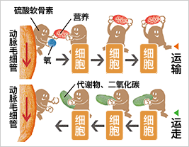血管を通じてコンドロイチン硫酸が栄養を運搬し老廃物を搬出するイメージ図