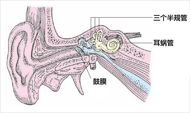 耳のイメージ図