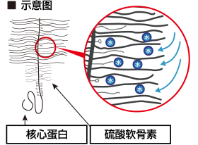 コアタンパク質内にコンドロイチン硫酸が入り込むイメージ図