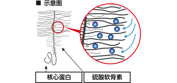 コアタンパク質内にコンドロイチン硫酸が入り込むイメージ図