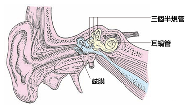 耳のイメージ図