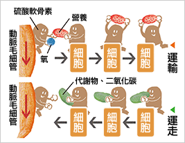 血管を通じてコンドロイチン硫酸が栄養を運搬し老廃物を搬出するイメージ図