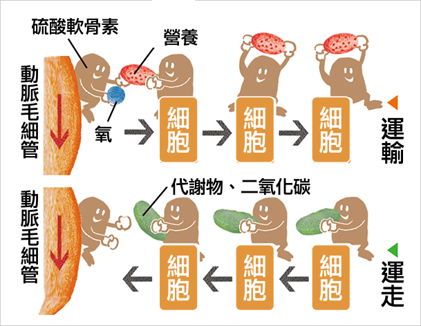 血管を通じてコンドロイチン硫酸が栄養を運搬し老廃物を搬出するイメージ図