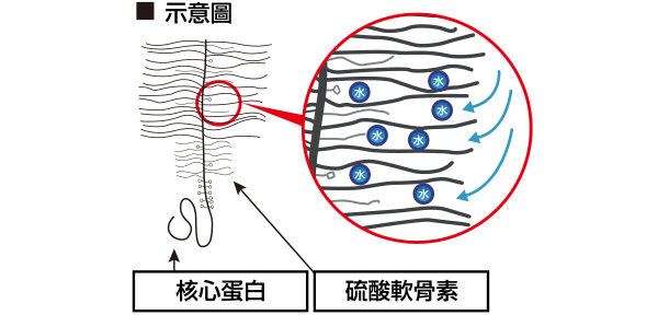 コアタンパク質内にコンドロイチン硫酸が入り込むイメージ図
